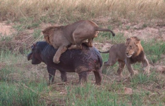 Vahi Hayat Resimleri -2-