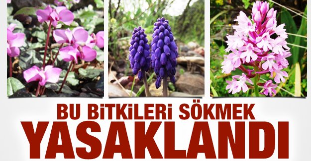 bu_bitkileri_sokmek_yasaklandi_h91620_c650e.png