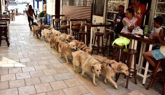 Bodrum'un 'Golden Çetesi' sosyal medyanın gözdesi oldu
