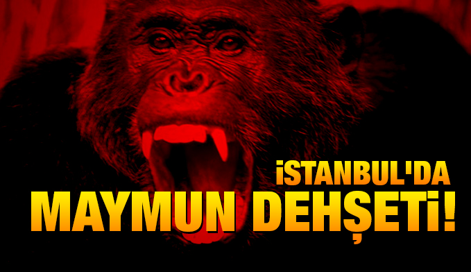 İstanbul'da maymun dehşeti!