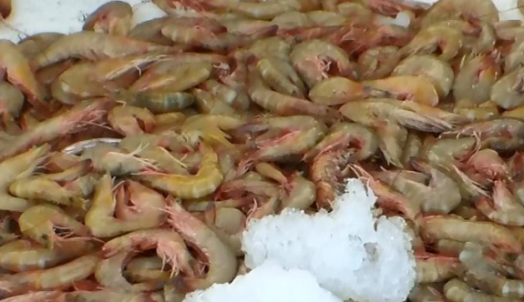 "Jumbo" karidesler Adanalı balıkçıların yüzünü güldürdü