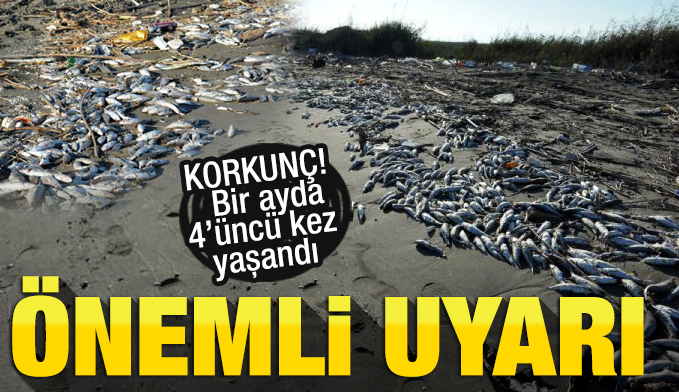 Mersin Tarsus'ta binlerce balık sahile vurdu