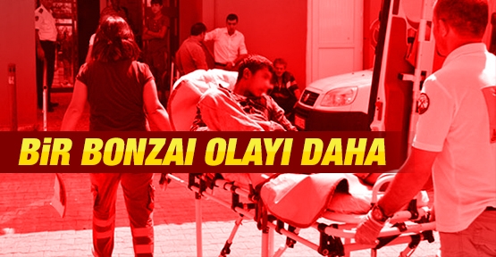 Bir bonzai olayı daha