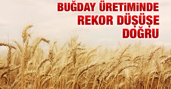 Buğday üretiminde rekor düşüşe doğru