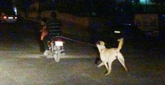 Köpeğe motosikletli işkence