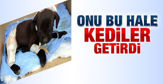 Onu bu hale kediler getirdi